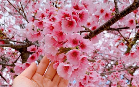 桜