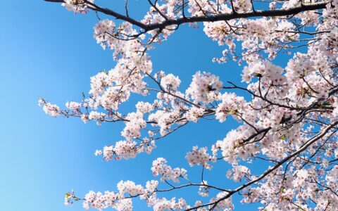 桜と青空